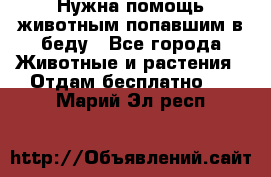 Нужна помощь животным попавшим в беду - Все города Животные и растения » Отдам бесплатно   . Марий Эл респ.